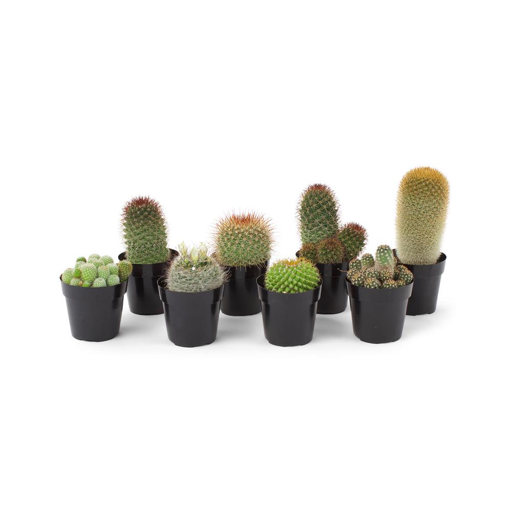 Pure Beauty Farms 2.53.5 in. Cactus Mix Plant (12Plants