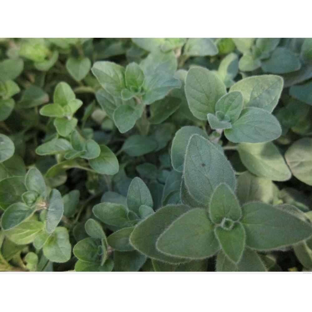 Proven Winners Greek Oregano, Live Plant, Herb, 4.25 In. Grande ...