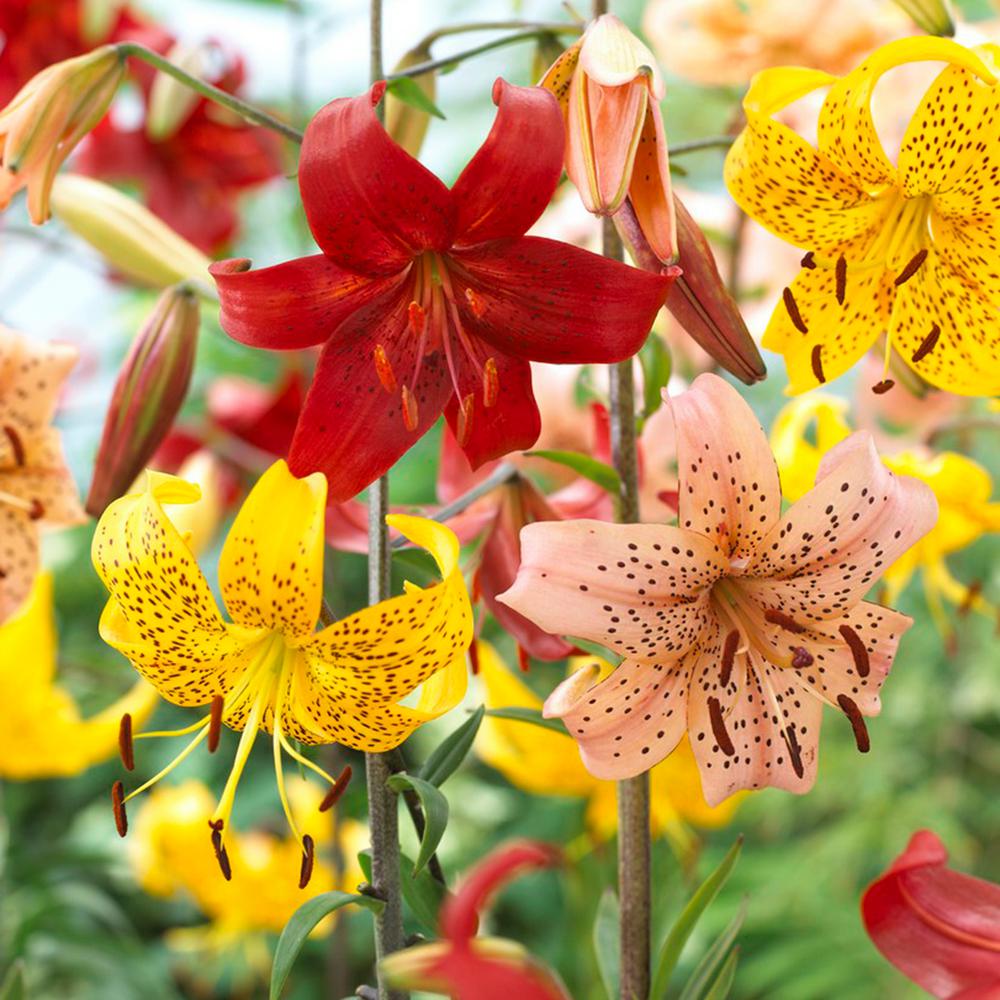 Lily Flower Bulbs Garden Plants Flowers The Home Depot Orted Colors Tiger Lily Value Blend