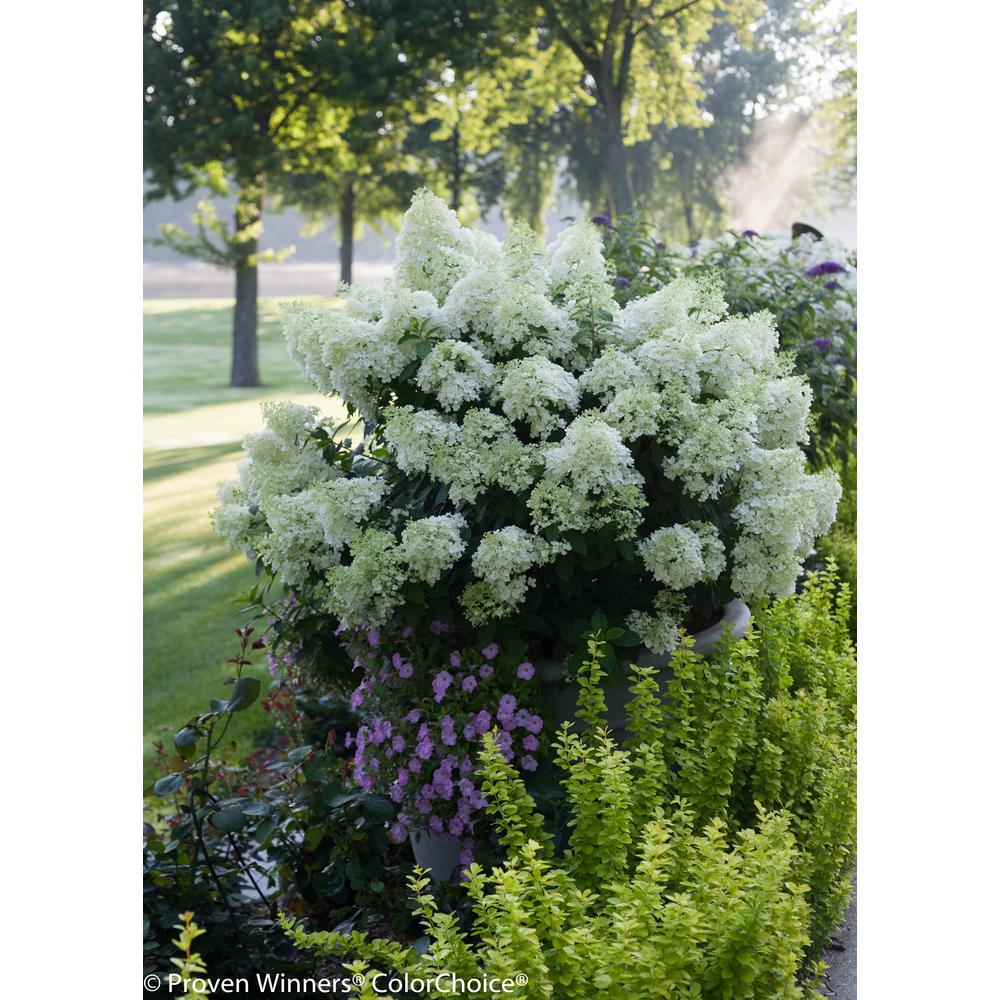 Proven Winners 4.5 in. qt. Bobo Hardy Hydrangea (Paniculata) Live ...