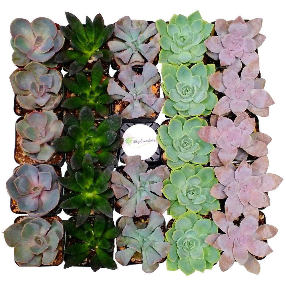 Succulents & Cactus Plants Garden Plants & Flowers The Home Depot