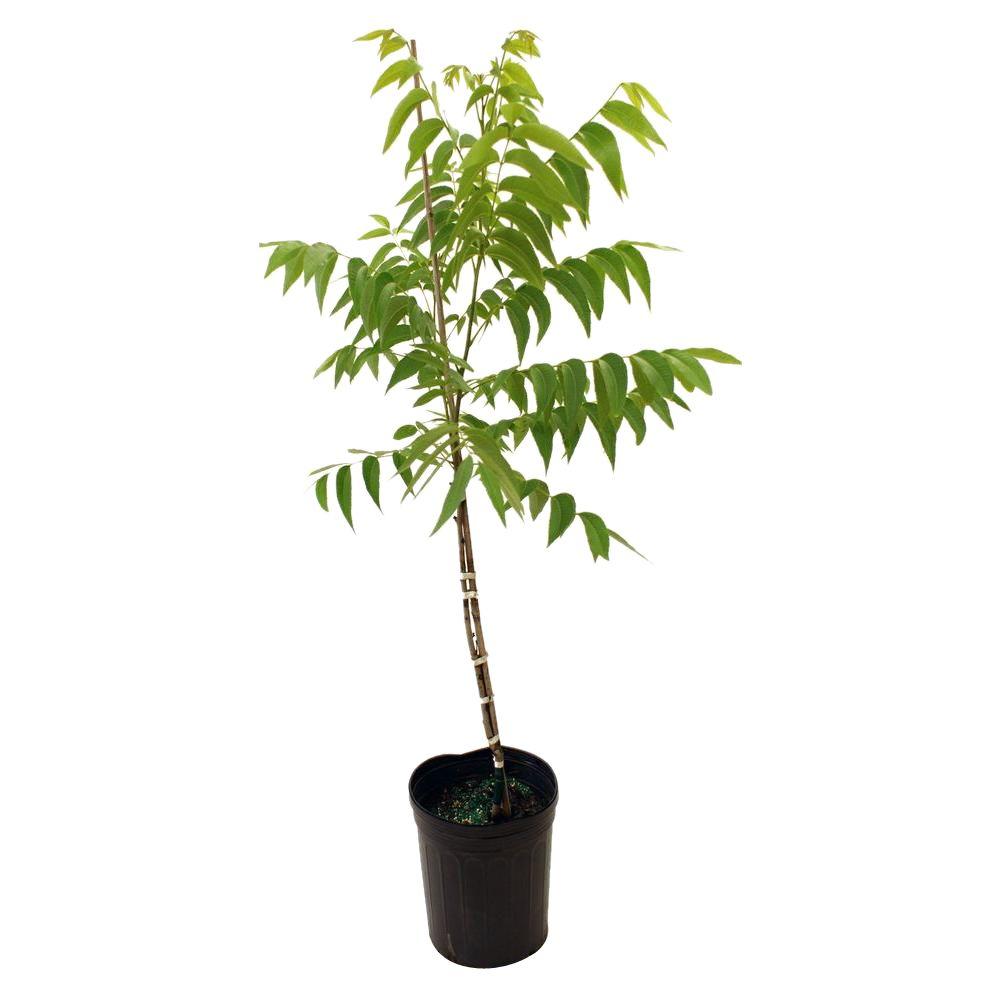 Goldprince Peach TreePCHGPRBP The Home Depot