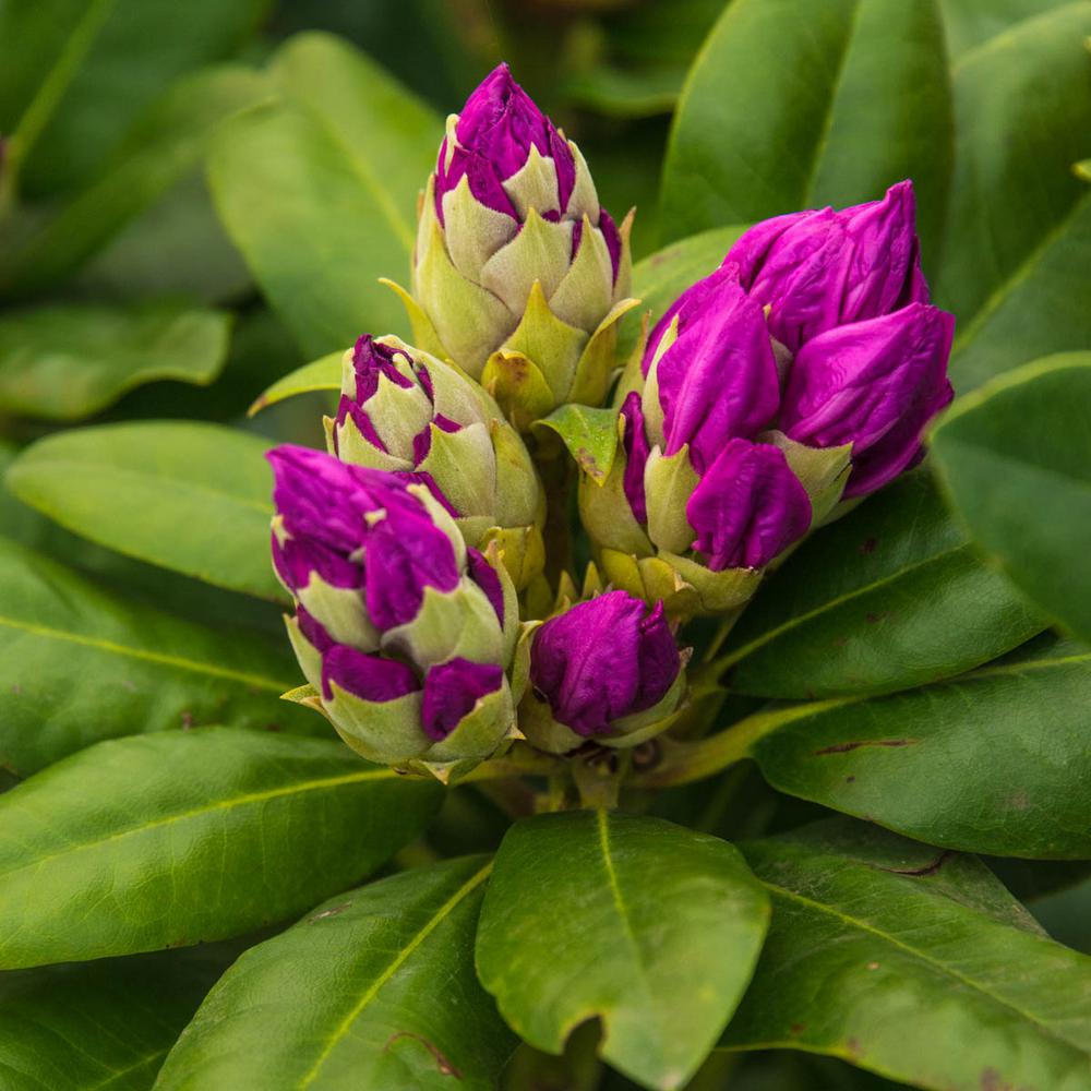 Spring Hill Nurseries 2 5 Qt Cunningham S Blush Rhododendron Live Cunningham S Blush Rhododendron Live Broadleaf Evergreen Plant Pink