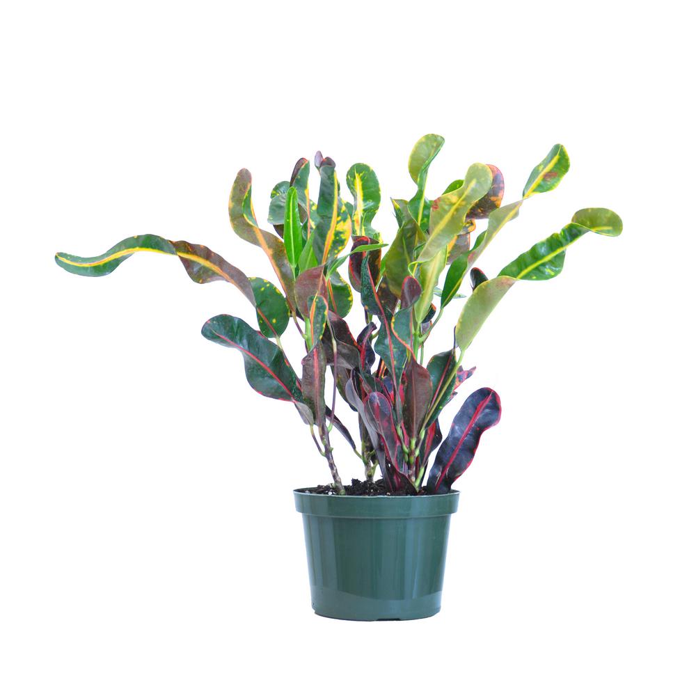 34 In House Plants Indoor Plants The Home Depot