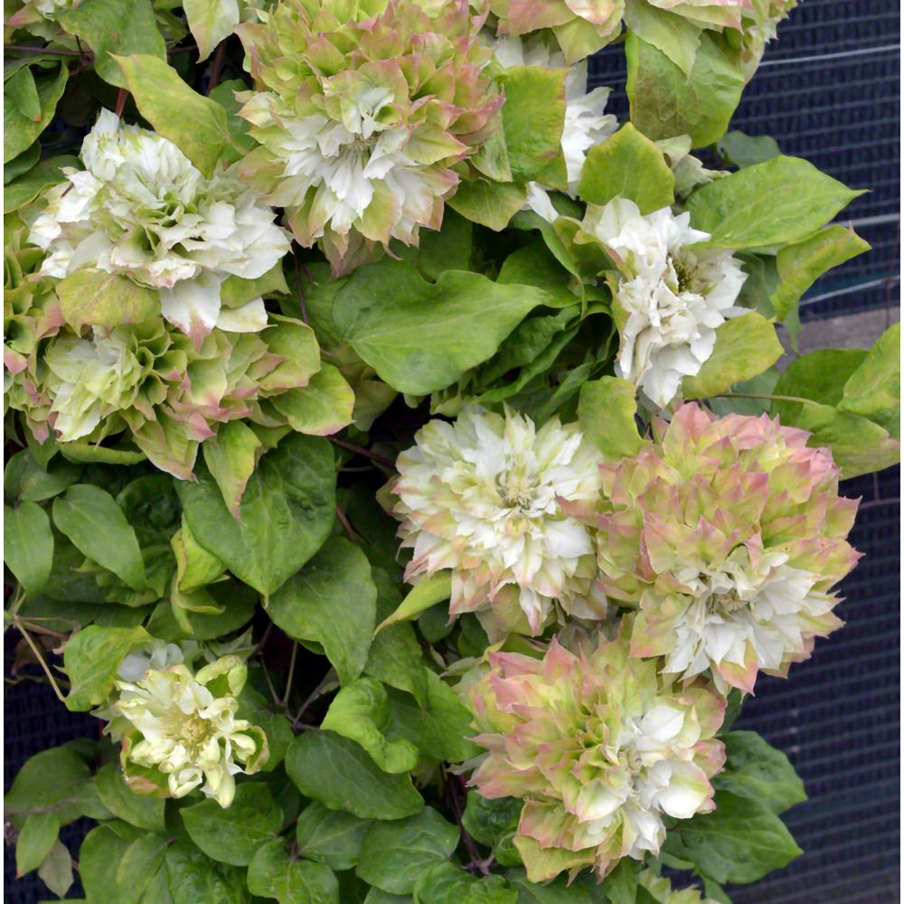 Spring Hill Nurseries Midori Clematis Live Bareroot Plant Light Midori Clematis Live Bareroot Plant Light Green Pink And White Flowering Perennial Vine 1 Pack