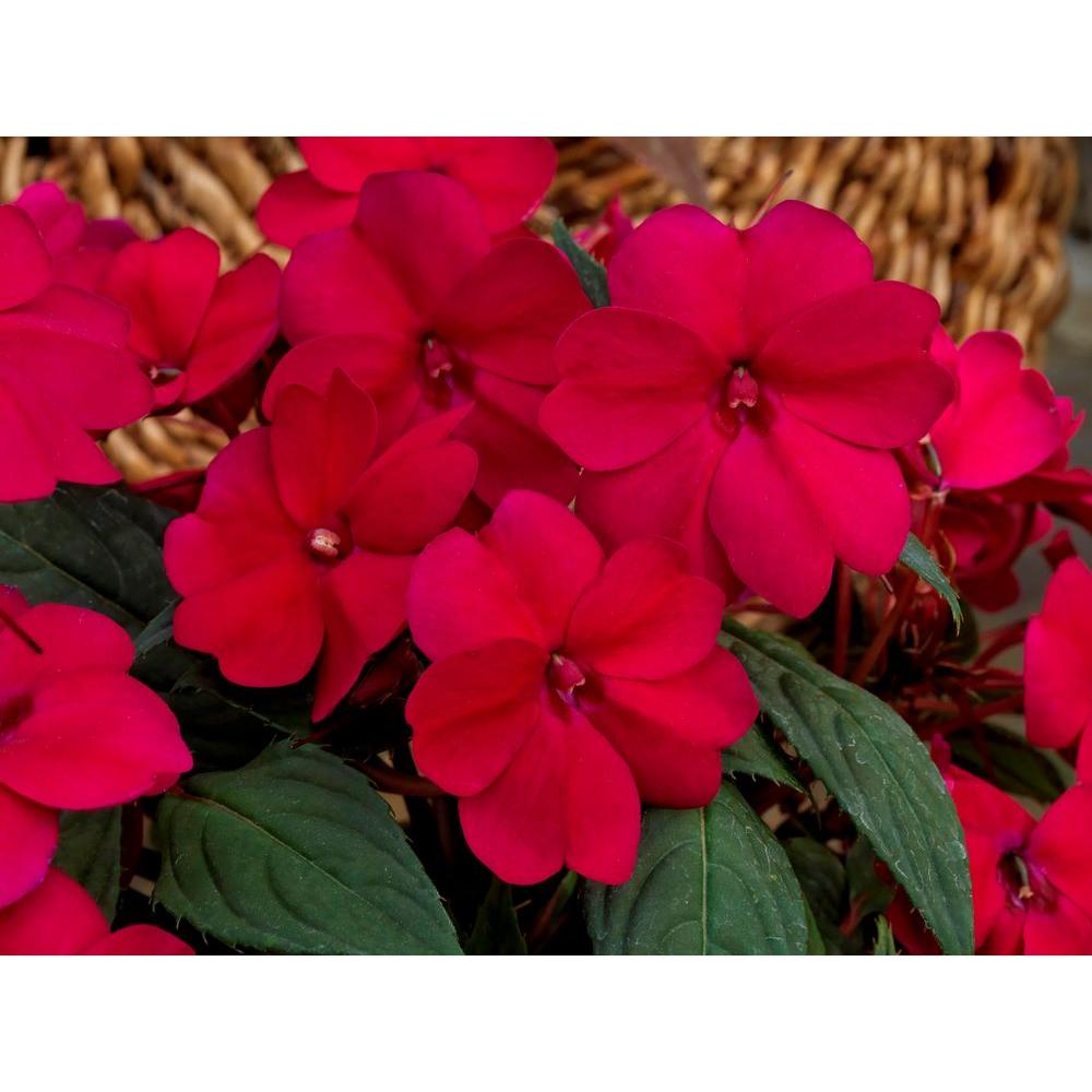 Proven Winners SunPatiens Compact Royal Magenta (Impatiens) Live Plant
