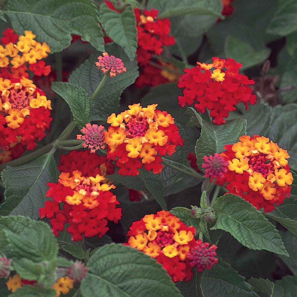 Unbranded 1.71-Pint Yellow and Red Lantana Plant-40862 - The Home Depot