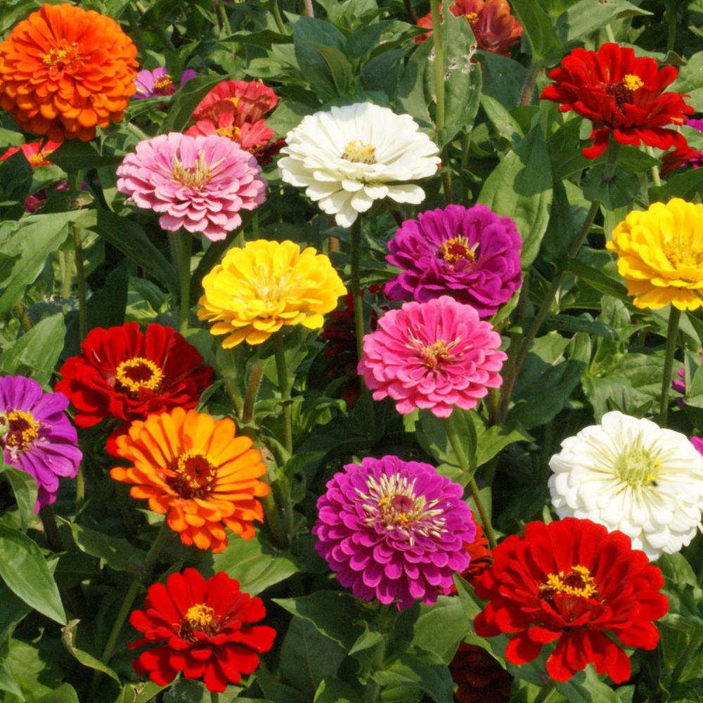 Seeds Pink Delight Huge Blooms  Annual /" Zinnia /" Flowers  25