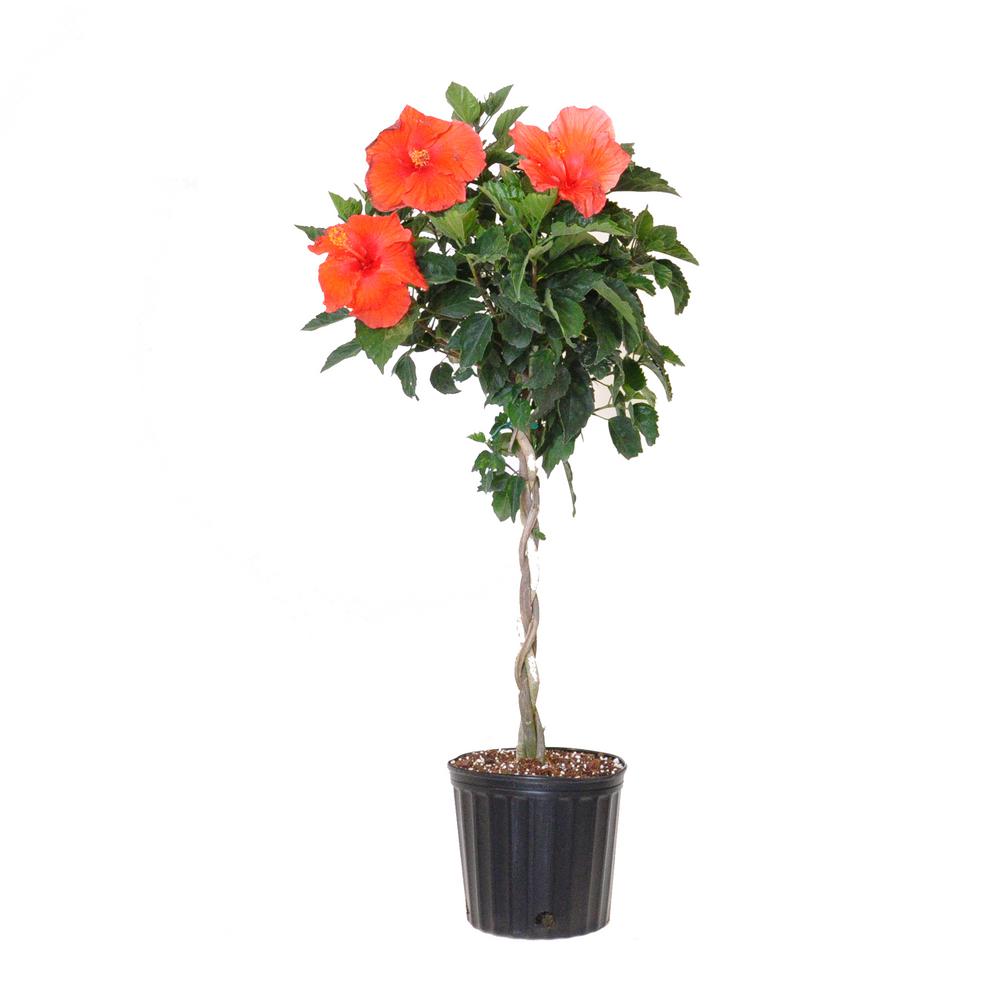 United Nursery Hibiscus Braided Red Flowering Plant Outdoor Tr 7432