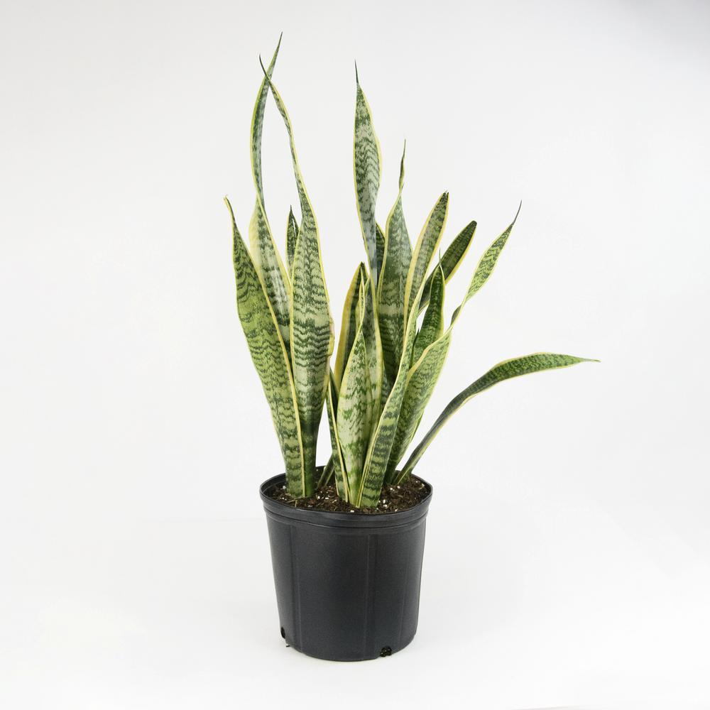 national PLANT NETWORK 2 Gal. 'Laurentii' Snake Plant