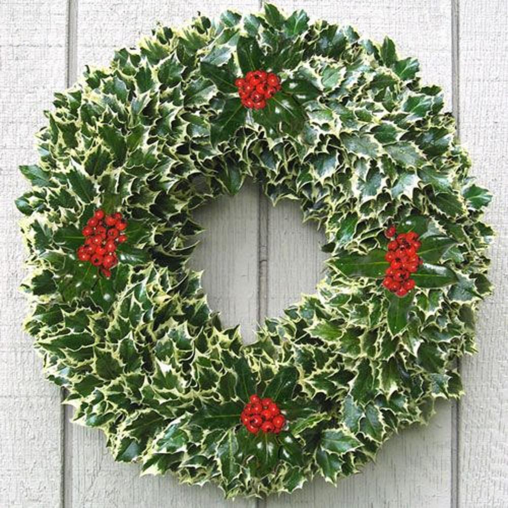 Online Orchards 24 in. Fresh Holly Christmas Wreath Assembled with Live