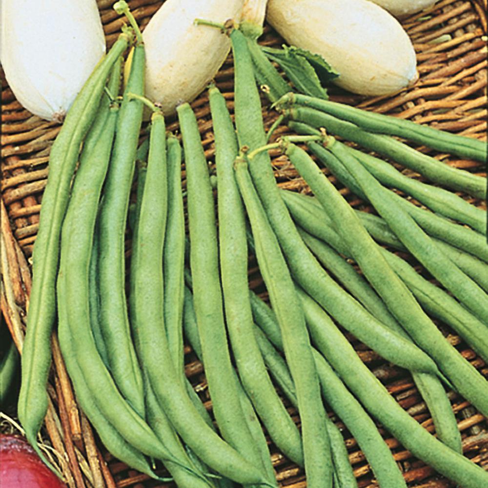 Gurney S Bush Bean Top Crop 0 50 Lb Seed Packet 03163 The Home Depot   Gurney S Vegetable Herb Seeds 03163 64 1000 