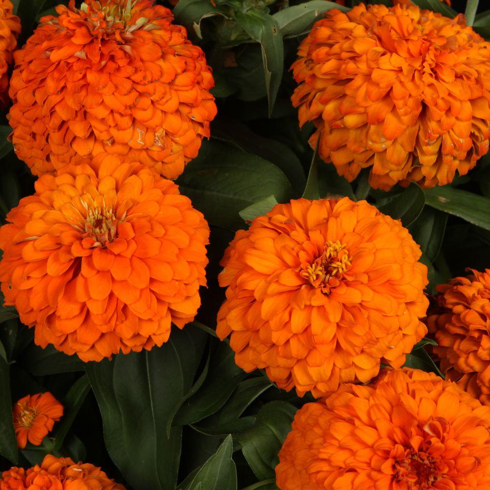 Proven Winners Sweet Tooth Orange Slice (Zinnia) Live Plant, Orange Flowers, 4.25 in. Grande