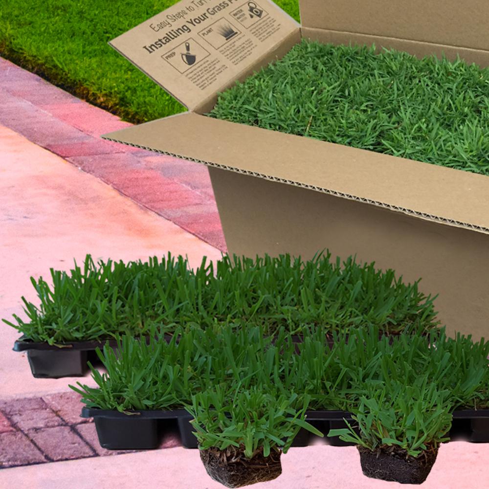 36 Count Harmony St Augustine Sod Plugs Area Grass Coverage Blanket