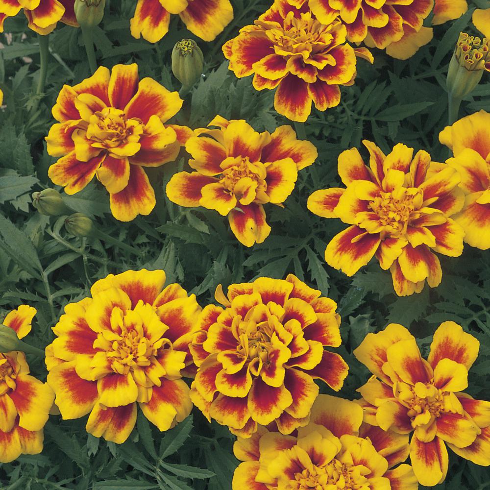 Unbranded 6 in. Bicolor French Marigold Plant-66831 - The Home Depot