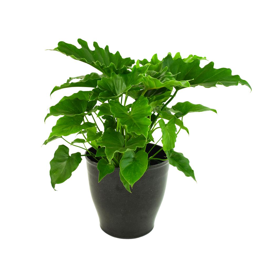 National Plant Network 6 In Shangri La Philodendron Plant Hd7467 The Home Depot
