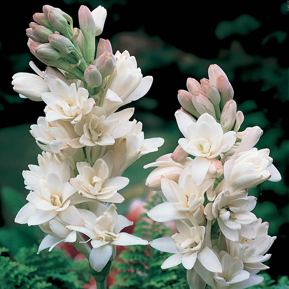Breck's White The Pearl Double Tuberose (Polianthes) Flowers Bulbs (3 ...