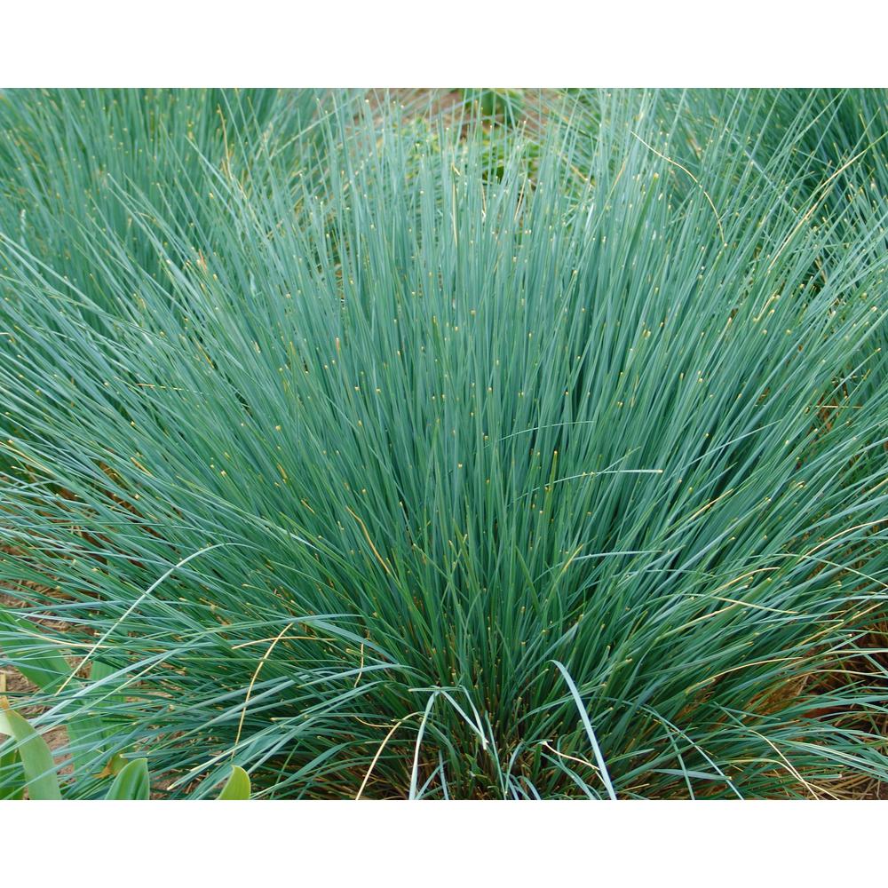 Online Orchards 1 Gal. Blue Oat Grass Long Flowing BlueSilver Blades