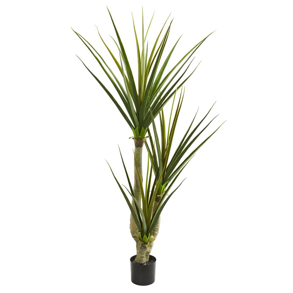 Pandan plant home depot Idea