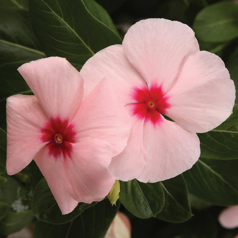 proven winners cora apricot