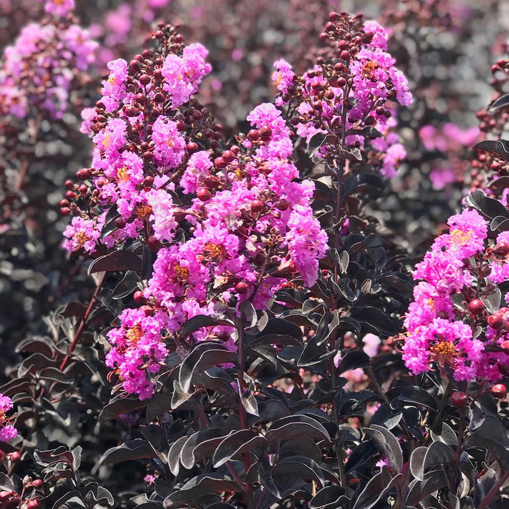 Black Diamond Crape Myrtle The Home Depot