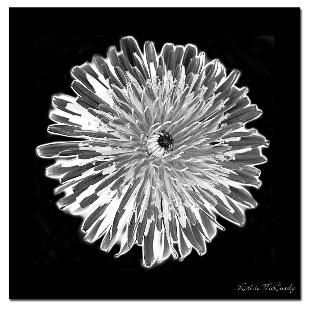 Trademark Fine Art 35 In X Dandelion Black White Canvas Trademark Fine Art 35 In X Dandelion Black White Canvas Km0125 C3535gg The Home Depot