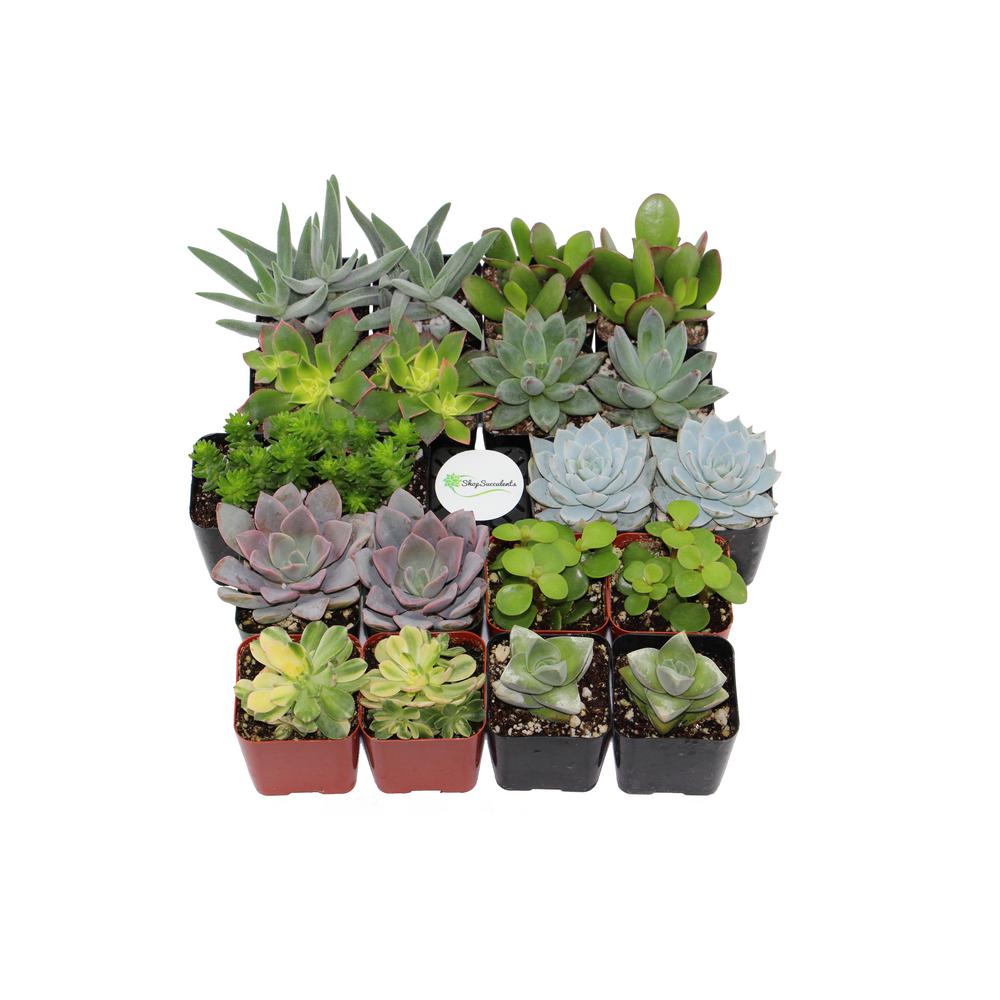 Succulents & Cactus Plants - Garden Plants & Flowers - The Home Depot