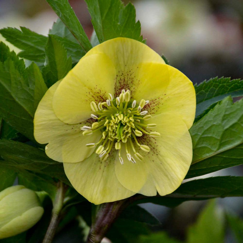 Spring Hill Nurseries 3 In Pot California Dreamin Lenten Rose Helleborus Live Potted Perennial Plant Yellow Flowers 1 Pack Spring Hill Nurseries 3 In Pot California Dreamin Lenten Rose Helleborus Live Potted Perennial Plant Yellow Flowers 1 Pack