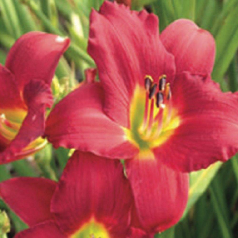 Daylily Perennials Garden Plants & Flowers The Home Depot