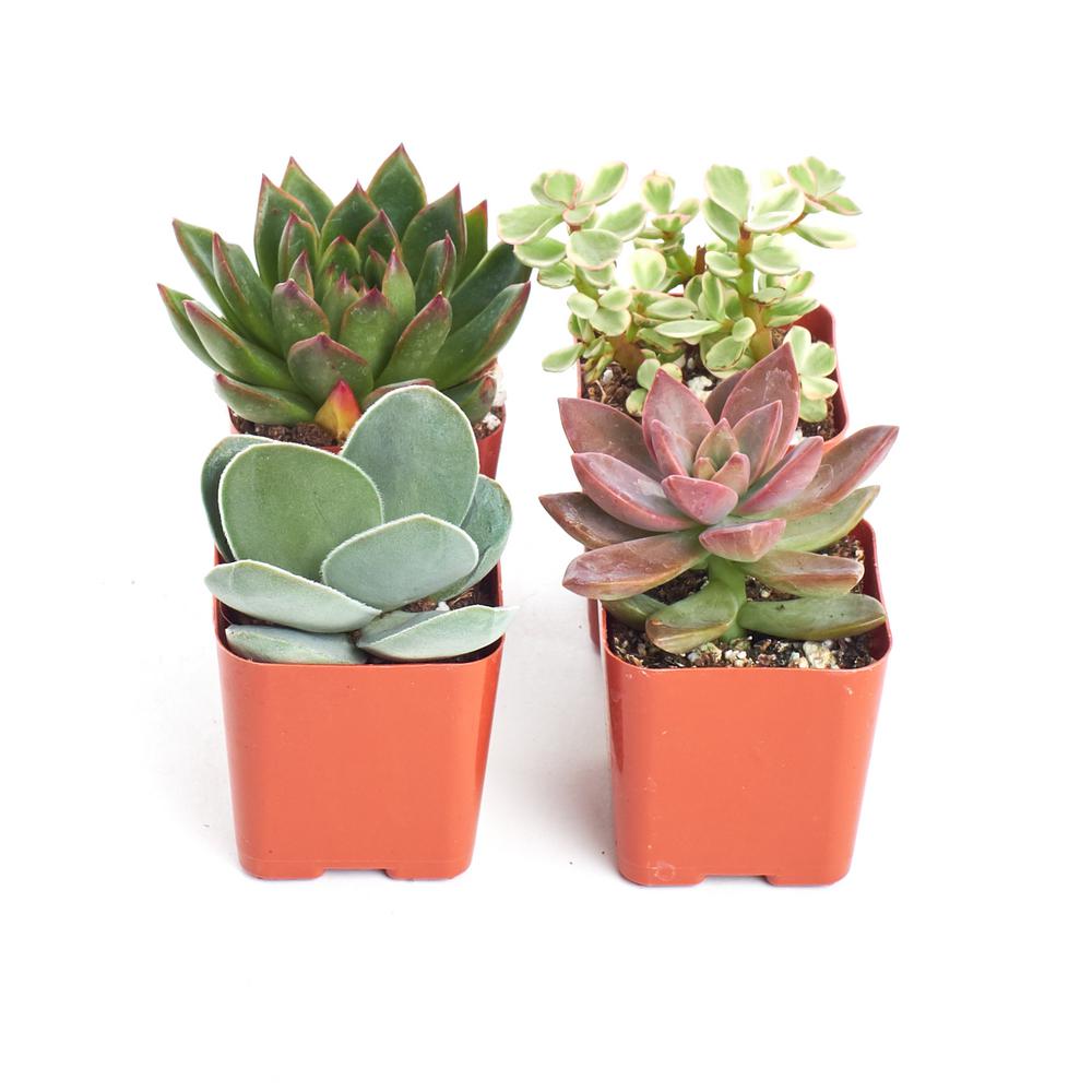Home Botanicals Unique Succulent Collection (4Pack)4SUCNO22 The