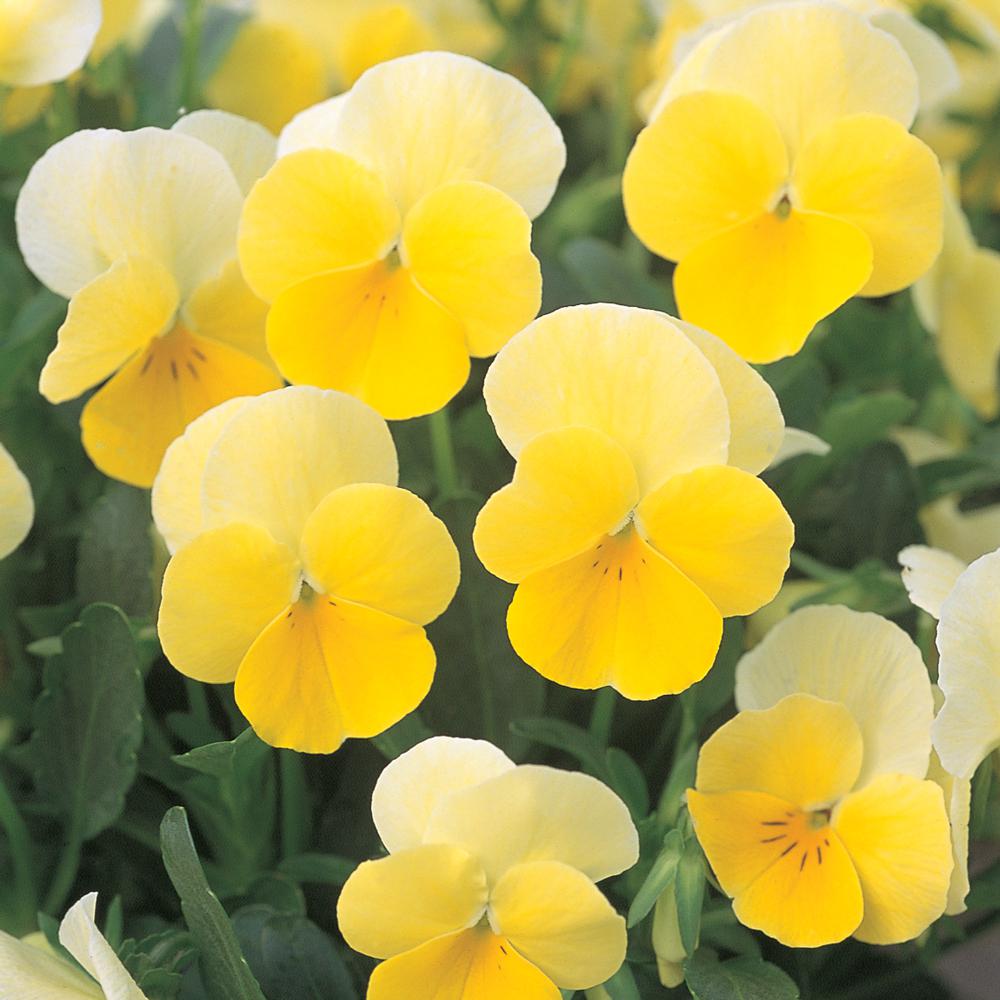 4 in. White and Yellow Viola Plant91226 The Home Depot