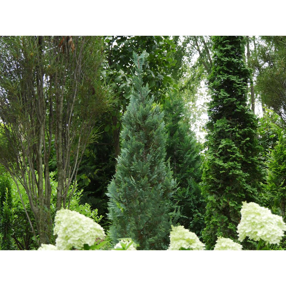 pinpoint blue false cypress growth rate