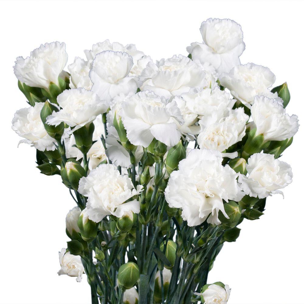 Globalrose Fresh White Mini Carnations (160 Stems - 640 Blooms)-white ...