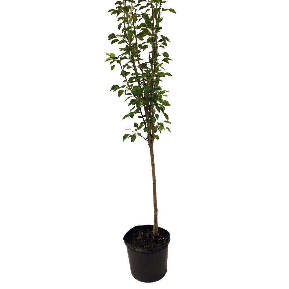 8 10 To 20 F Pear Tree Fruit Trees Plants Edible Pinele Pear Tree