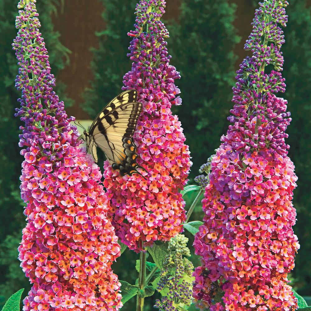 Spring Hill Nurseries BiColor Butterfly Bush (Buddleia), Live Bareroot