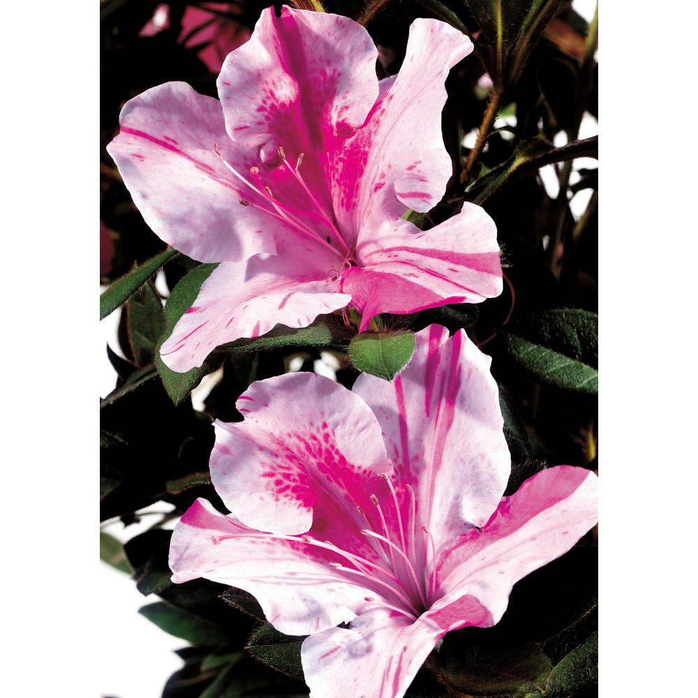 ENCORE AZALEA 3 Gal. Autumn Twist Azalea Shrub with Bi ...