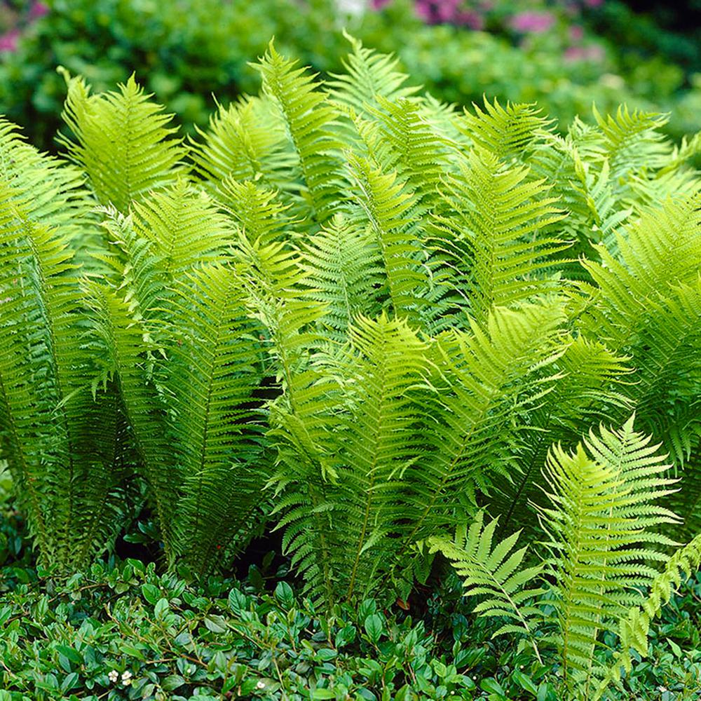 Van Zyverden Woodland Plant Tn Ostrich Fern Roots 3 Pack The Home Depot