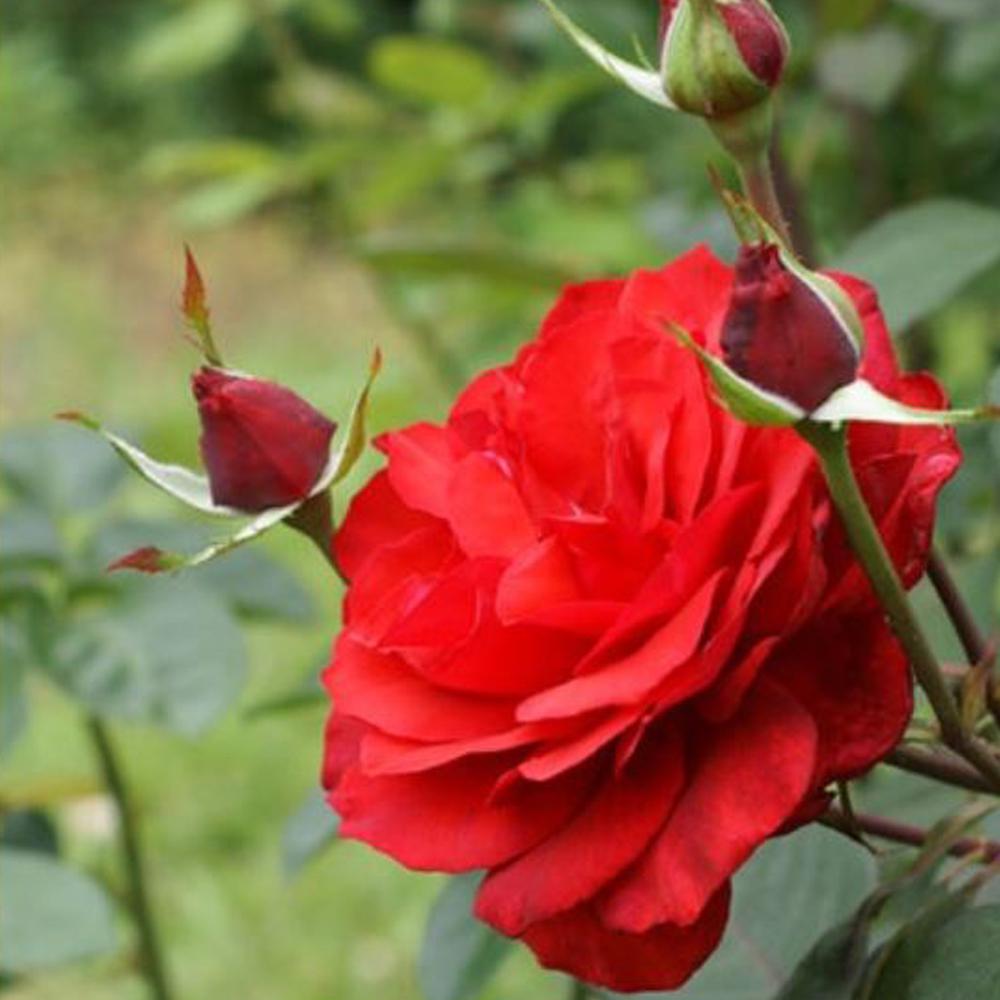 Mea Nursery All-Time Favorites GYPSY Hybrid Tea Rose with Red Flowers was $25.98 now $10.49 (60.0% off)
