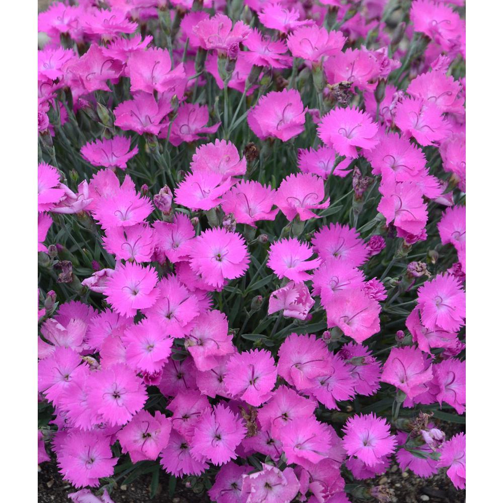 Pinks Plant Perennials Garden Plants Flowers The Home Depot Qt Paint The Town Fuschia Pinks Dianthus Live Plant