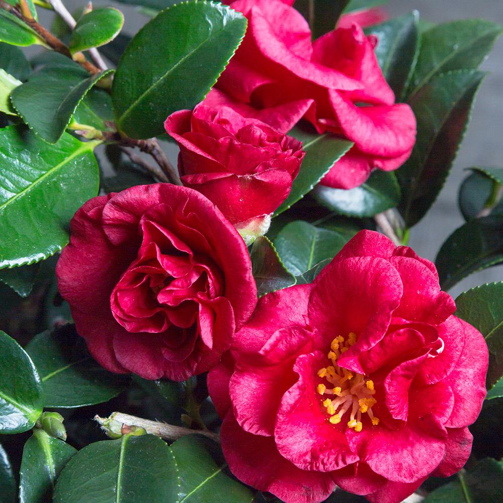 2.5 Qt. Bella Rouge Camellia (Sasanqua) Shrub with Red ...