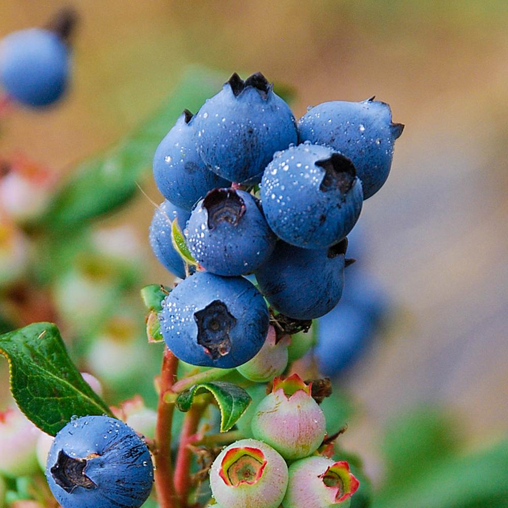Gurney�s 3 in. Pot Perpetua Blueberry Vaccinium, Live
