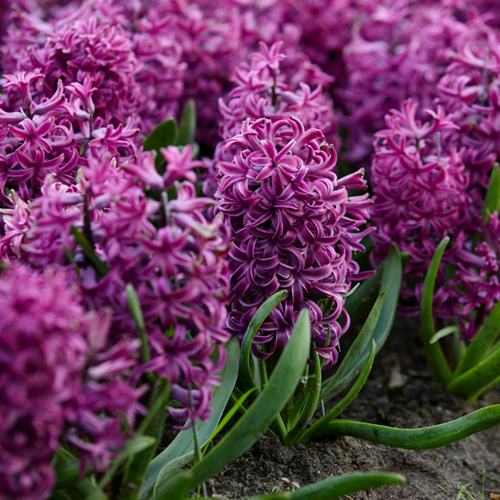 Van Zyverden Purple Sensation Hyacinths Bulbs (Set of 10)-87055 - The ...