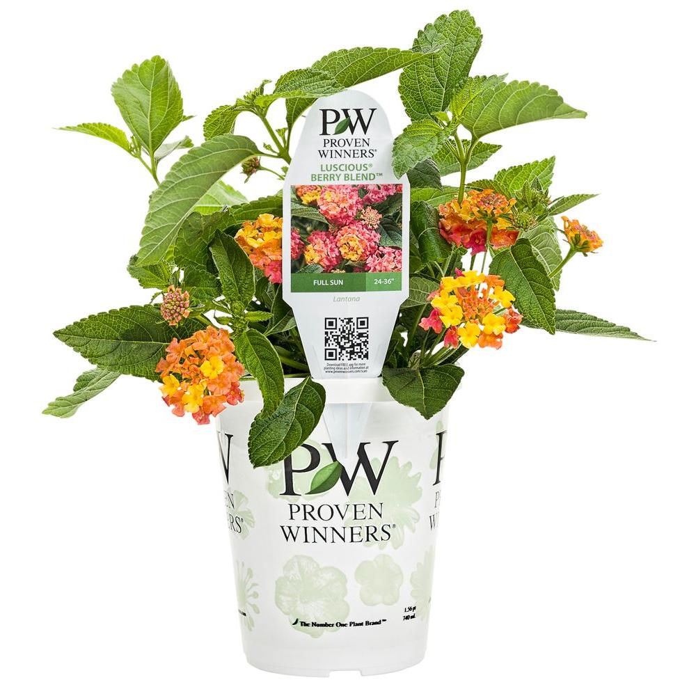 PROVEN WINNERS Luscious Berry Blend Lantana Live Plant Pink Orange and ...