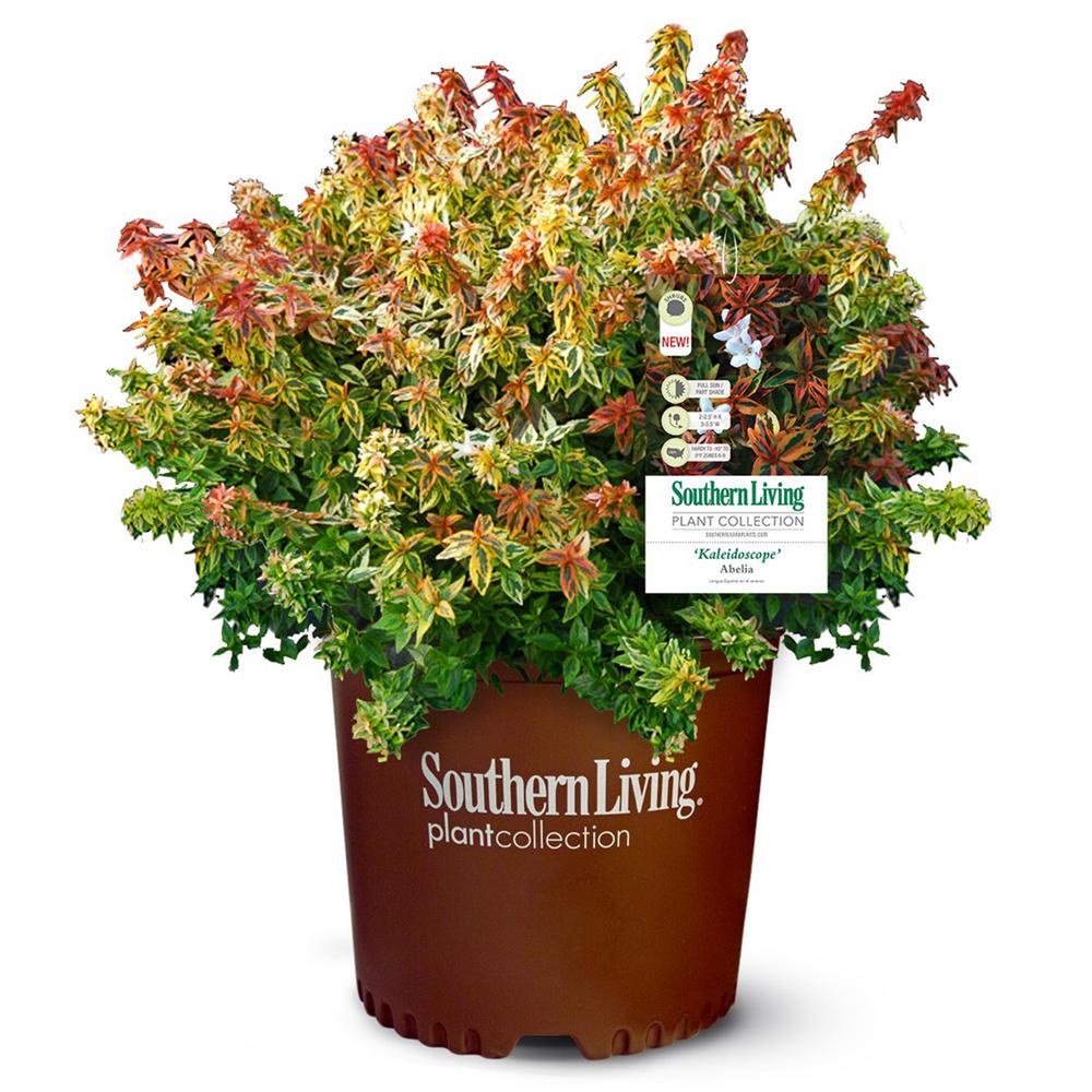 Southern Living 2 Gal Kaleidoscope Abelia Plant With Chameleon Like Foliage That Blooms White Flowers 14411 The Home Depot