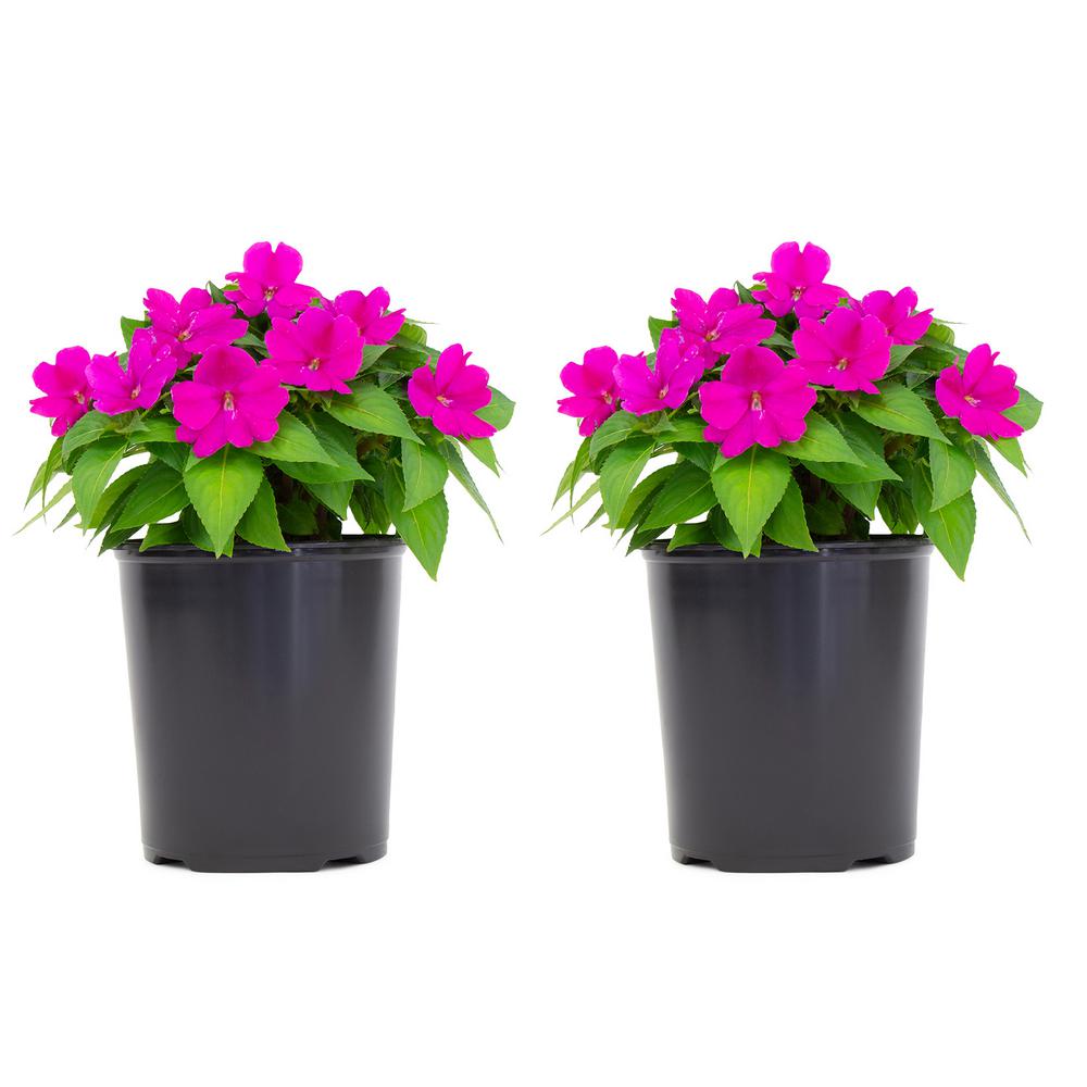 SunPatiens 2.5 Qt. SunPatiens Purple Impatien Outdoor Annual Plant with ...