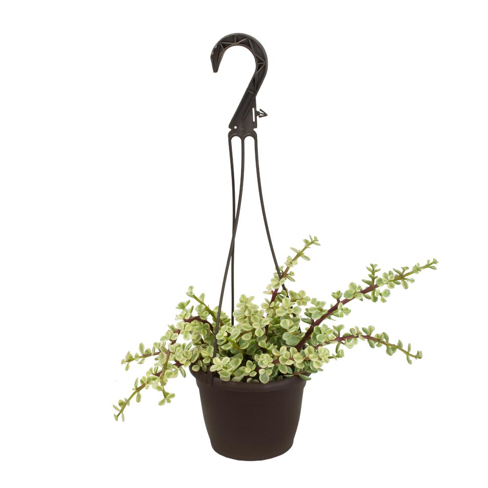 Altman Plants 6 in. Portulacaria Afra Variegata Hanging