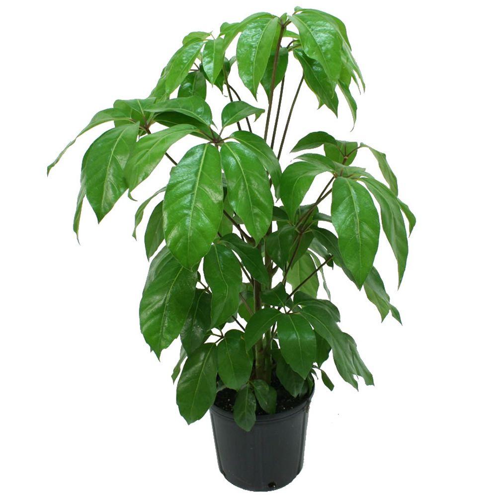 Costa Farms Schefflera Amate in 8.75 in. Grower Pot10SCHEFF The Home