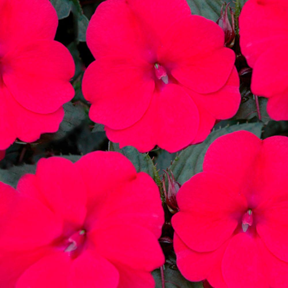 Proven Winners SunPatiens Compact Deep Rose (Impatiens) Live Plant