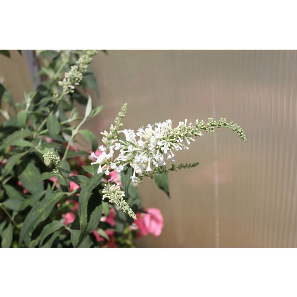 UPC 738793002047 product image for Proven Winners Fertilizers Inspired White ColorChoice Buddleia 4.5 in. Quart BUD | upcitemdb.com