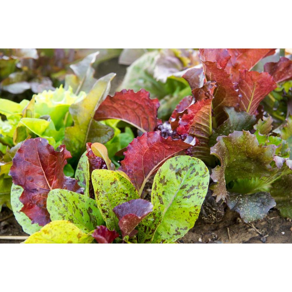 Gurney's Lettuce Leaf Heirloom Cutting Mix (500 Seed Packet)61542